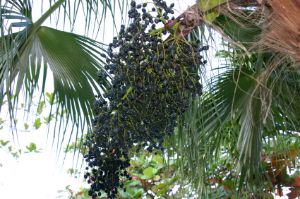 acai-berries-on-palm.jpg acai-berries-on-palm.jpg