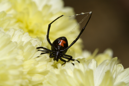black-widow-spider