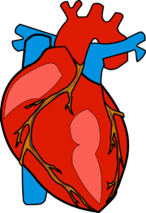 anatomical-2023188_1280